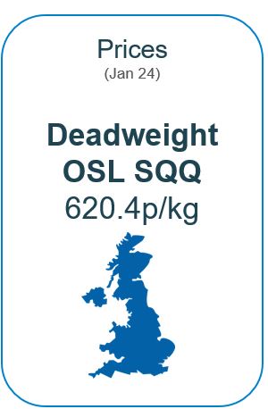 infographic showing gb deadweight sqq osl lamb prices